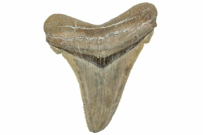 Serrated Angustidens Tooth - Megalodon Ancestor #308020